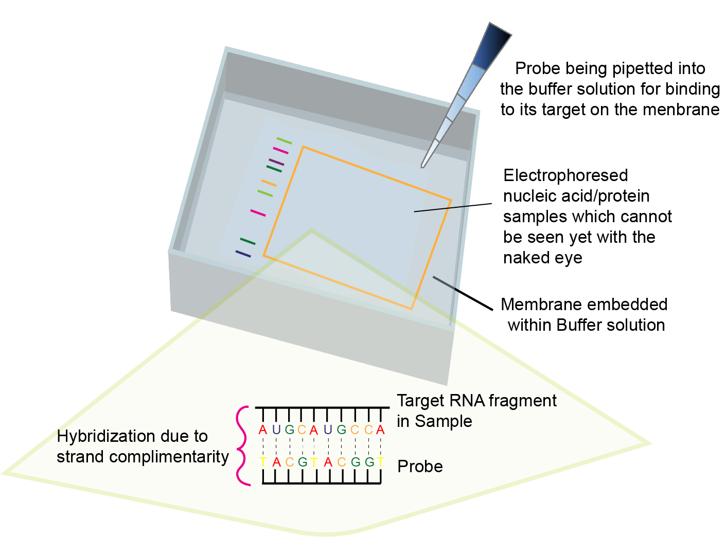 Introduction to Blotting Techniques in Molecular Biology GoldBio